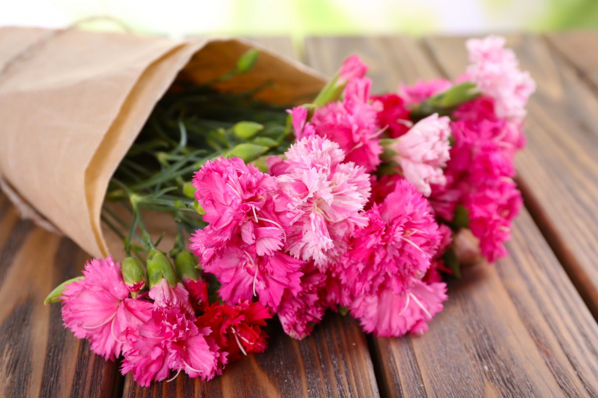 claveles-flores-rosas-www.laherenciadehiroshima.com
