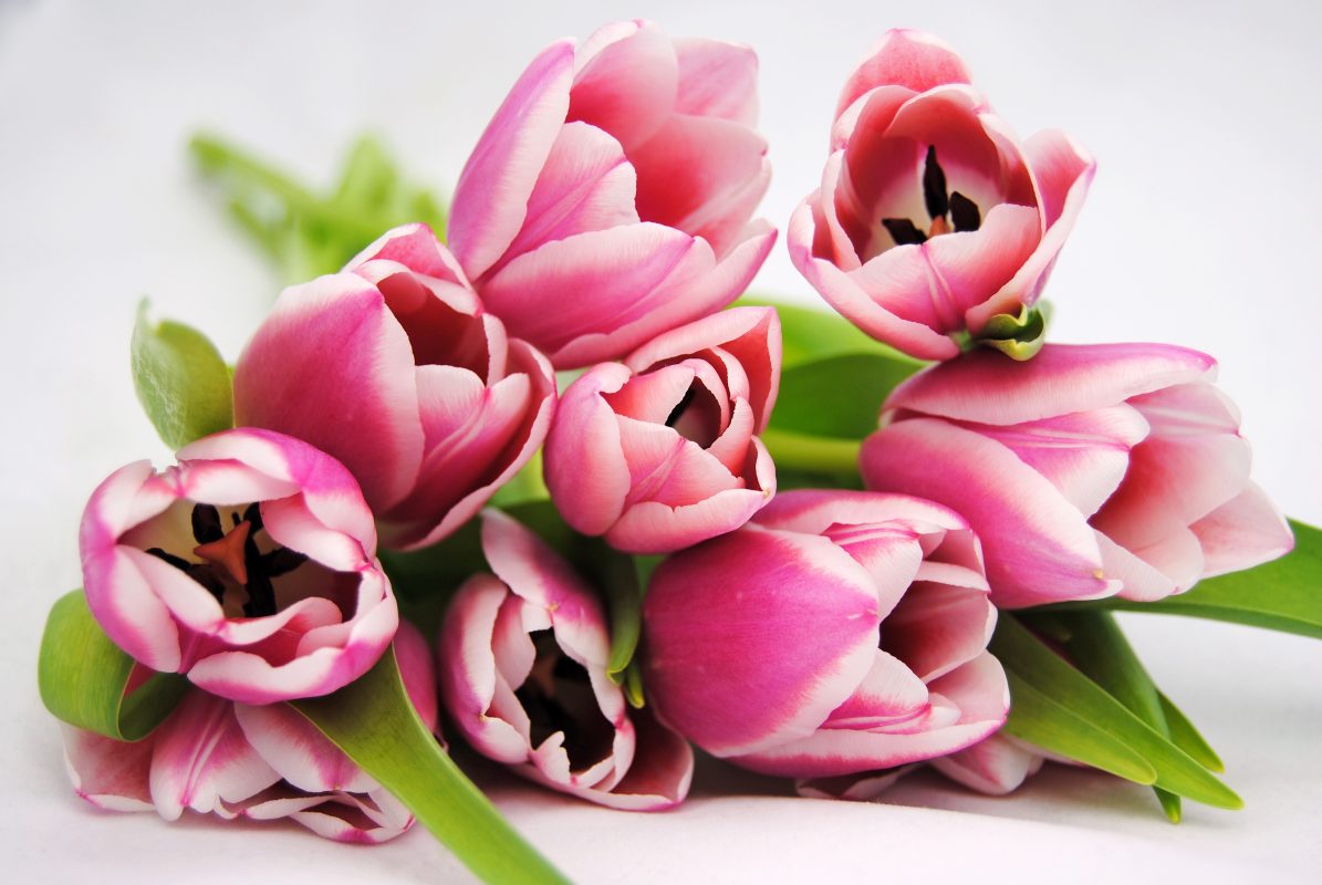 tulipanes-flores-eventos-decoracion-www.laherenciadehiroshima.com
